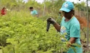Como a Lei 15.040 Transforma o Seguro Rural?