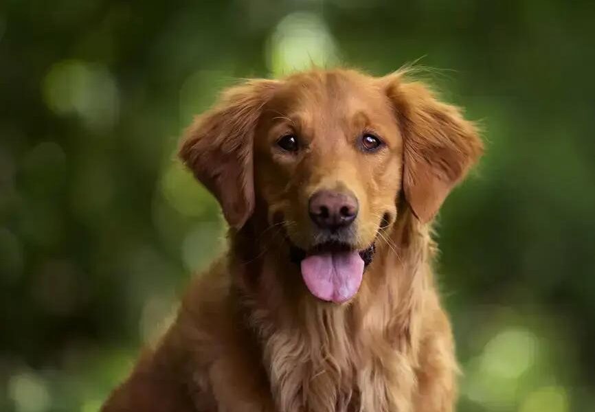 Cão de Suporte Emocional: Justiça Para Animais Que Ajudam