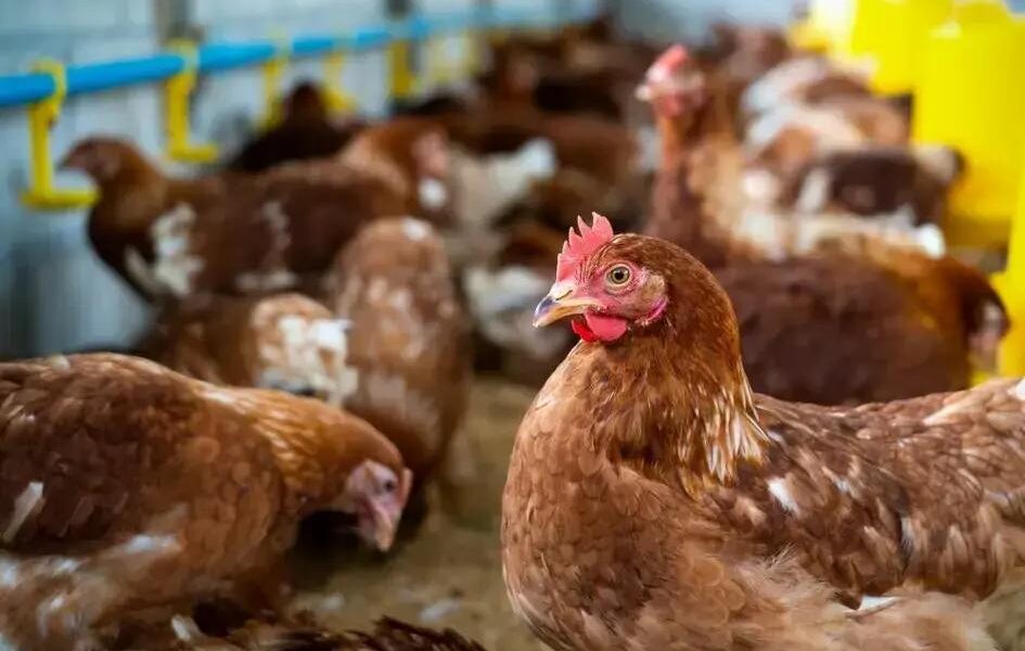 Furto Insignificante: Entenda a Decisão do STJ em 2025
