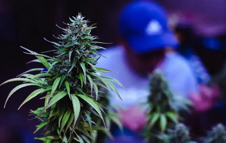 Salvo-conduto: 5 Motivos para Entender a Legalização