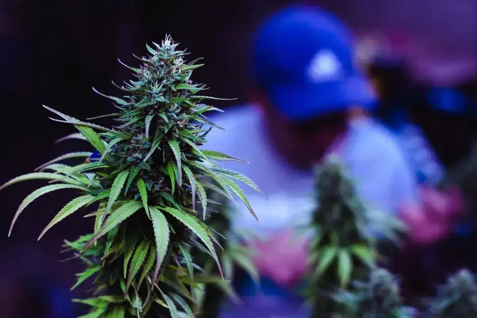 Salvo-conduto: 5 Motivos para Entender a Legalização